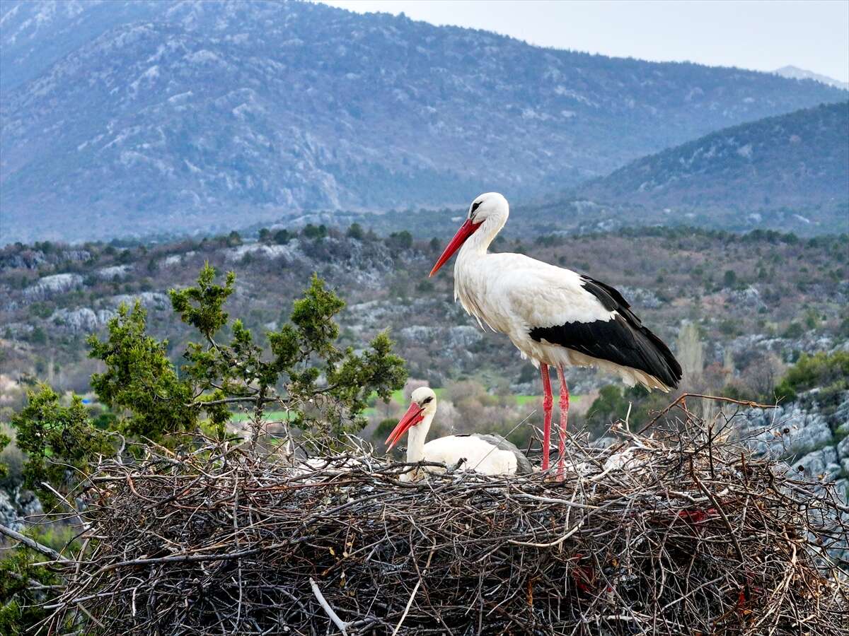 Konya’da doğanın en zarif nöbeti! Leylekler Vadisi’nde kuluçka heyecanı 13